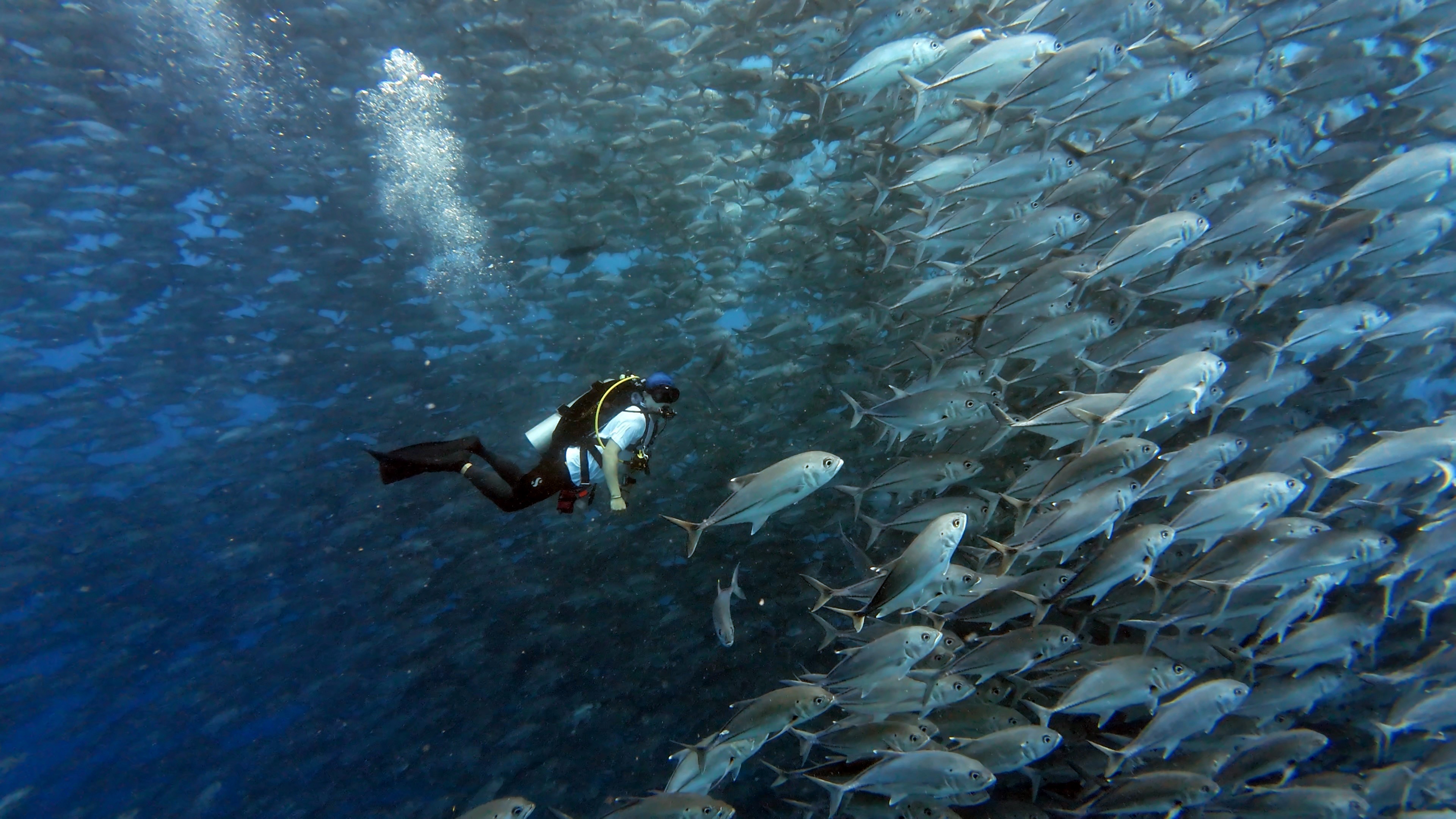 수중 다이빙 장면
